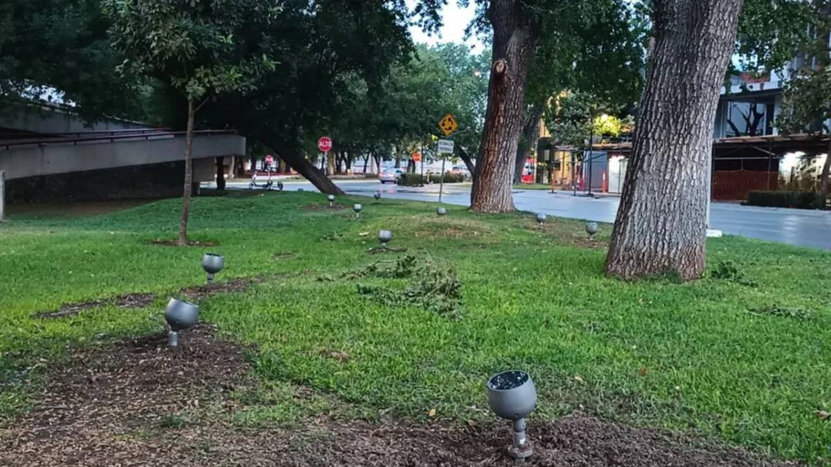 El municipio contrató un sistema de iluminación inteligente para el arbolado