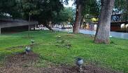 El municipio contrató un sistema de iluminación inteligente para el arbolado