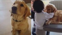 Nhala, la perra de raza golden retriever de Jonathan Samuel Meléndez Ochoa, tecladista de Camilo Séptimo.