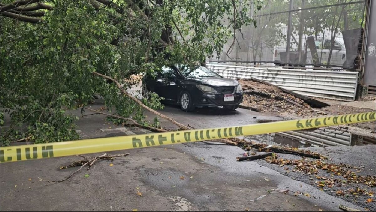 La caída de árboles es un fenómeno recurrente durante el temporal de lluvias.