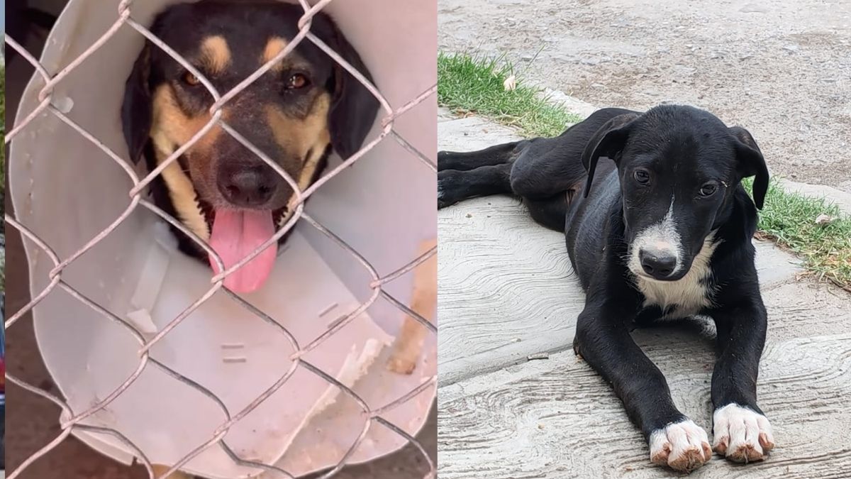 Las perritas contaban con gastos médicos acumulados superiores a los 5 mil pesos destinados a su cuidado y control de salud.