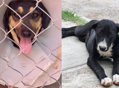 Las perritas contaban con gastos médicos acumulados superiores a los 5 mil pesos destinados a su cuidado y control de salud.