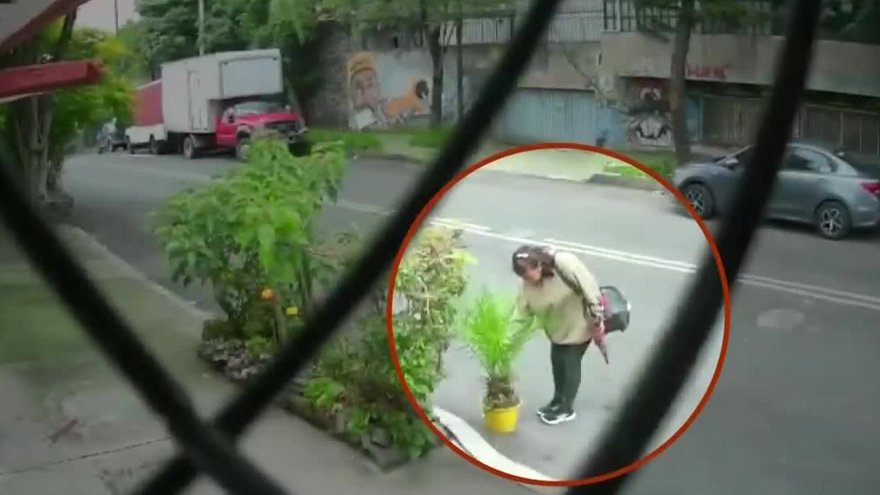 Mujer roba planta de una casa en Coyoacán y queda grabada en video