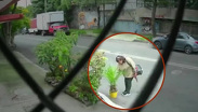 Mujer roba planta de una casa en Coyoacán y queda grabada en video