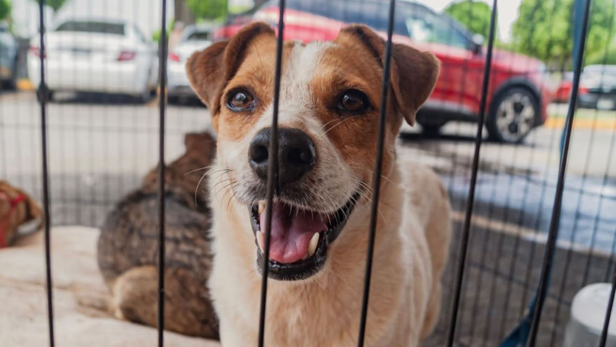 Perrito esperando ser adoptado por una familia.