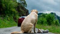 El perro intenta levantarse mientras permanece sujeto a la parte trasera del vehículo.