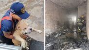 Tres perros fueron rescatados de la casa donde se originó el incendio y otros cuatro de una casa contigua | Isabel Zamudio