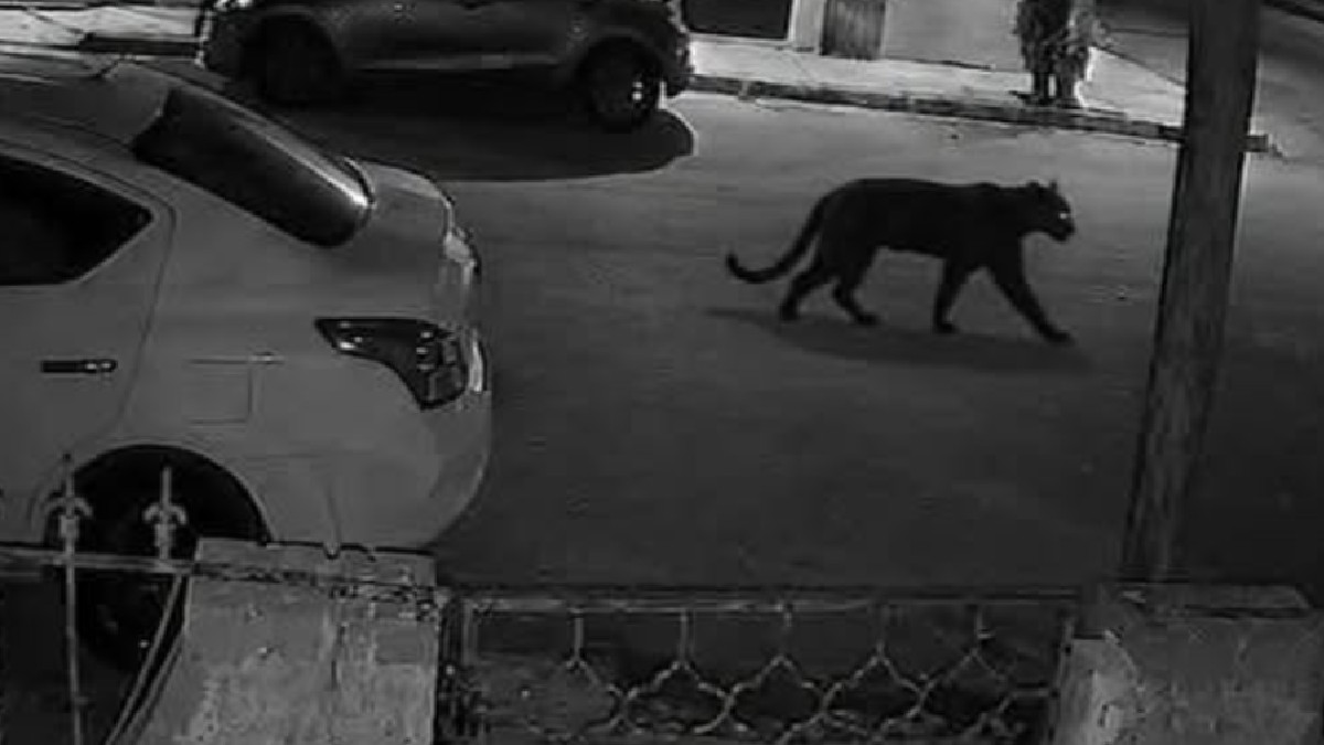 El reporte de una pantera generó alarma en los laguneros la noche de este viernes.