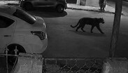 El reporte de una pantera generó alarma en los laguneros la noche de este viernes.