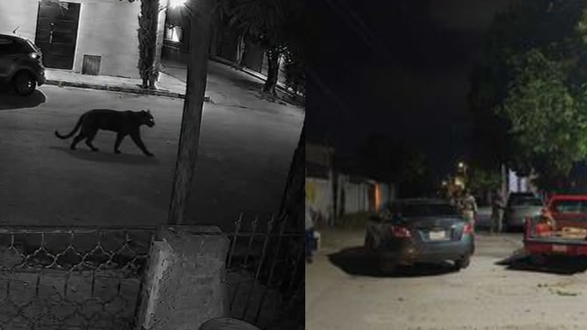 Reportes señalaron a una mujer con lesiones menores provocadas por el animal.
