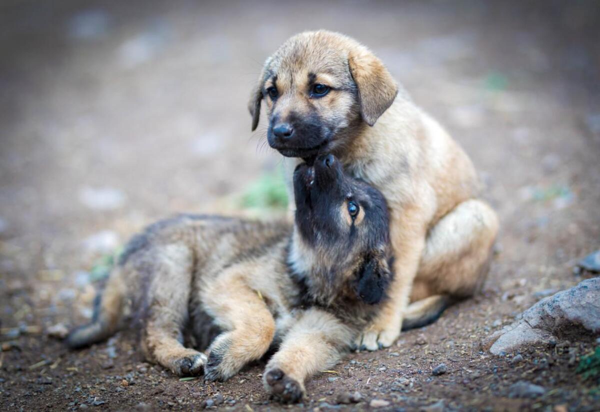 El Ayuntamiento impulsa espacios para perros y contempla nuevos parques dentro de su planeación urbana.