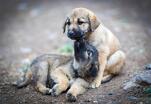 El Ayuntamiento impulsa espacios para perros y contempla nuevos parques dentro de su planeación urbana.