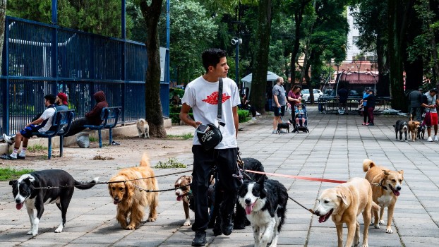 En caso de sismo, mantener la calma y estar preparado es indispensable para proteger a tus animales de compañía.