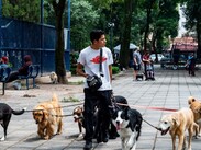 En caso de sismo, mantener la calma y estar preparado es indispensable para proteger a tus animales de compañía.