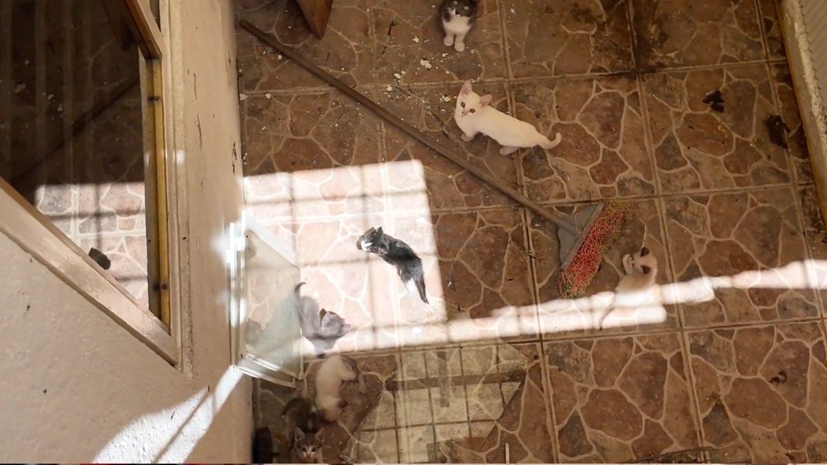 Cateo en Guadalajara permite rescatar perros, gatos y otras mascotas