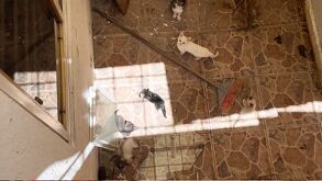 Cateo en Guadalajara permite rescatar perros, gatos y otras mascotas