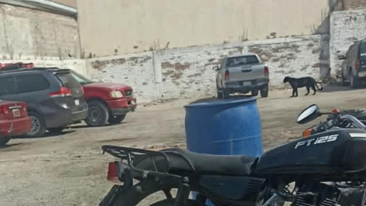 La pantera fue vista en un negocio de Torreón