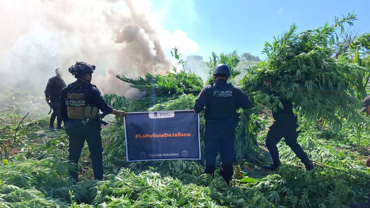 Plantíos de aparente marihuana entre maizales terminan destruidos en Tequila