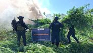 Plantíos de aparente marihuana entre maizales terminan destruidos en Tequila