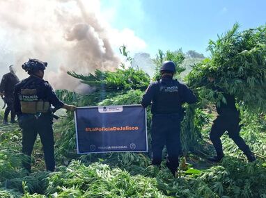 Plantíos de aparente marihuana entre maizales terminan destruidos en Tequila