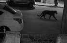 El reporte de una pantera generó alarma en los laguneros la noche de este viernes.