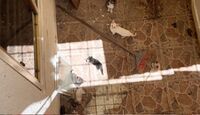 Cateo en Guadalajara permite rescatar perros, gatos y otras mascotas