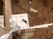 Cateo en Guadalajara permite rescatar perros, gatos y otras mascotas