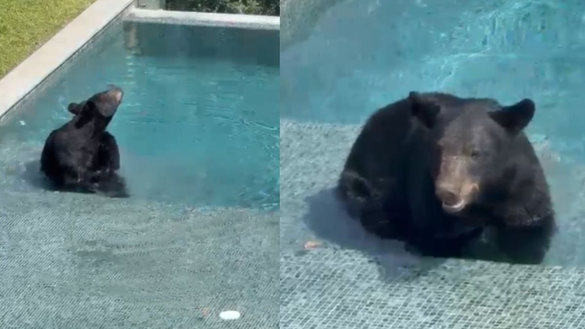 El oso fue captado por residentes de la zona.