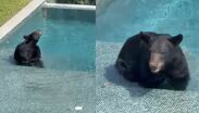 El oso fue captado por residentes de la zona.
