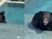 El oso fue captado por residentes de la zona.