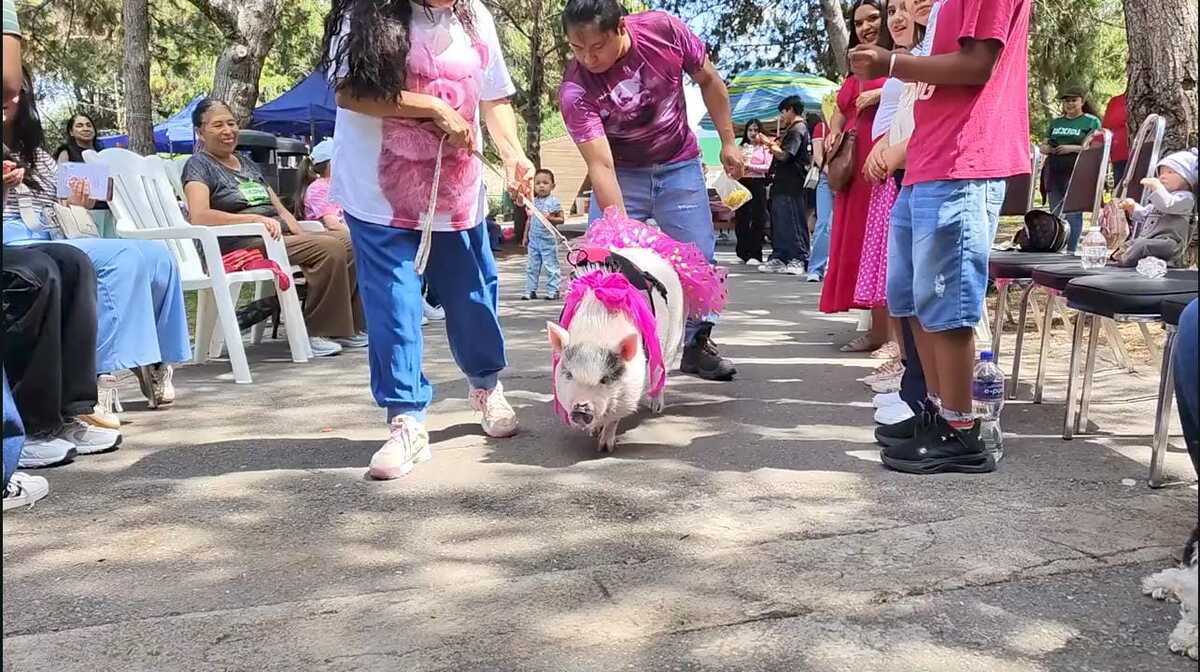 Naricitas Sin Hogar atiende a cerca de 25 perros y gatos enfermos de leucemia que necesitan cuidados.