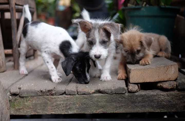 Algunos animales suelen presentar heridas, anemia y otros padecimientos derivados de la falta de cuidados en Saltillo.