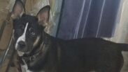 El abuelo del niño escuchó ruidos extraños y descubrió al perro arrastrando al recién nacido, sin que los paramédicos pudieran salvarle la vida.