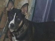 El abuelo del niño escuchó ruidos extraños y descubrió al perro arrastrando al recién nacido, sin que los paramédicos pudieran salvarle la vida.