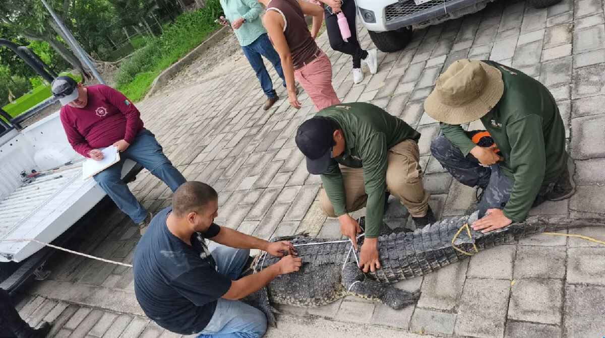 El animal fue trasladado y valorado por especialistas. | Comisaría de Seguridad Pública de Puerto Vallarta.