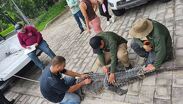 El animal fue trasladado y valorado por especialistas. | Comisaría de Seguridad Pública de Puerto Vallarta.
