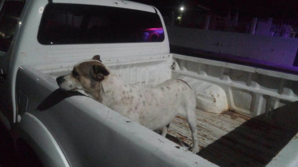 Un hombre ataca con agua hirviendo a dos perros en situación de calle en Michoacán.
