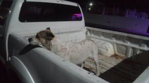 Un hombre ataca con agua hirviendo a dos perros en situación de calle en Michoacán.