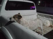 Un hombre ataca con agua hirviendo a dos perros en situación de calle en Michoacán.