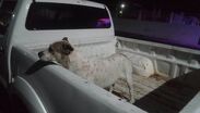 Agreden a dos perros con agua hirviendo en Tanhuato, Michoacán. TD Vespertino CdMx, 17 de septiembre 2026
