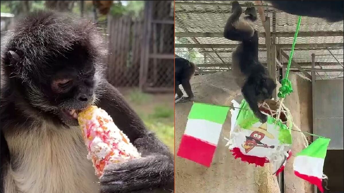 Los festejos funcionan como un estímulo para los especímenes del zoológico. | Zoológico de Morelia
