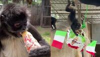 Los festejos funcionan como un estímulo para los especímenes del zoológico. | Zoológico de Morelia