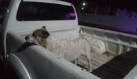 Un hombre ataca con agua hirviendo a dos perros en situación de calle en Michoacán.