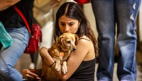 De gastos imprevistos a un pago fijo: Así evoluciona la protección de las mascotas en México.