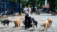 De gastos imprevistos a un pago fijo: Así evoluciona la protección de las mascotas en México.