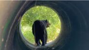 Oso queda lesionado tras ser atropellado por una camioneta en Monterrey