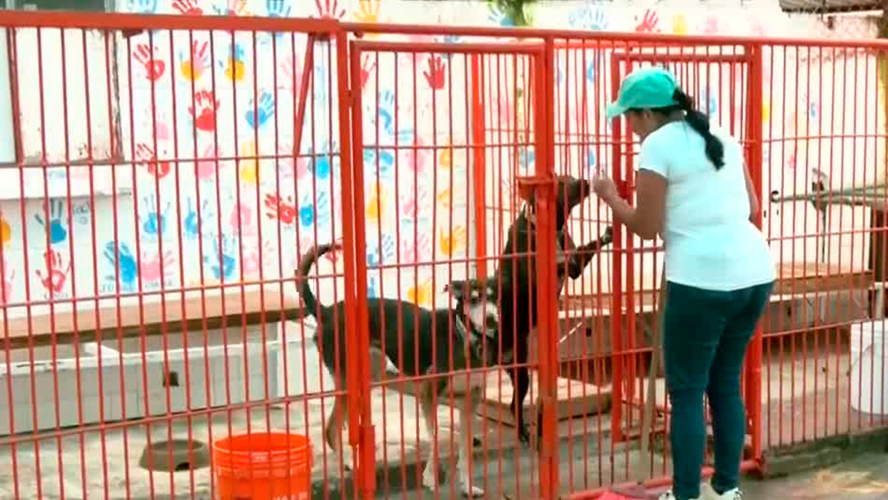 Más de 150 perros regresan al Refugio Franciscano tras ocho meses de disputa legal