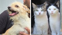 Además del proceso de adopción, el evento ofrecerá servicios veterinarios preventivos y gratuitos.