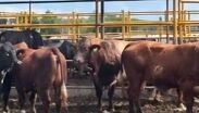 Reportan robo de toros en Huichapan, Hidalgo.