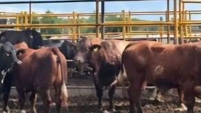 Reportan robo de toros en Huichapan, Hidalgo.